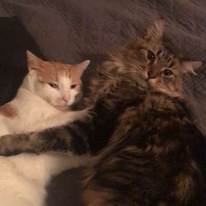 Meet your Posher, Amber